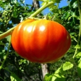 Kako prskati paradajz u junu i julu da sačuvate i povećate prinos